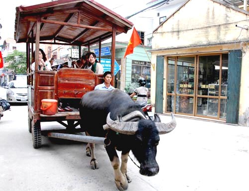 Du lịch xe trâu thú vị ở Bát Tràng