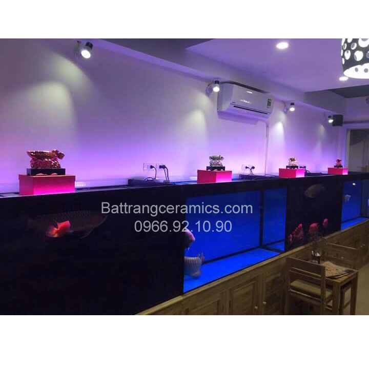 Bộ 3 cá long phong thủy ( vàng - bạc - đỏ ruby )